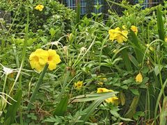 -榴花公园