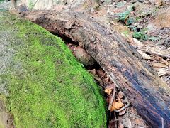 -火炉山森林公园