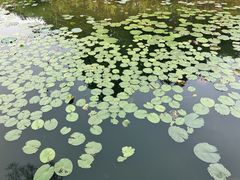 -映月湖公园