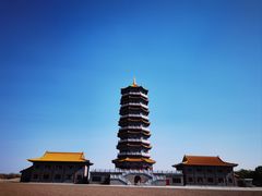 -金塔沙漠胡杨林景区