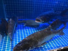 -姜君·千岛湖鱼头馆(浦东大道店)