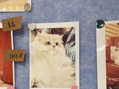 -老吴的猫·猫舍(新区店)