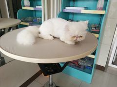 -北京观赏动物医院·24小时大型综合·猫专科·异宠专科