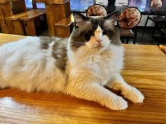 -蓝鲸·缅因猫舍