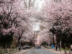-武汉大学-樱园
