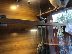 -喵百万·布偶·蓝金金渐层英短·猫舍(百子湾店)