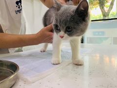 -贝利宠物医院·骨科·眼科·肿瘤转诊中心(南坪诊疗中心)