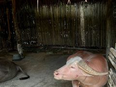 -四季酒店下午茶