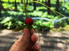 -黑龙江省森林植物园