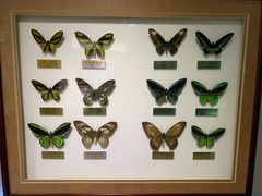 -上海昆虫博物馆