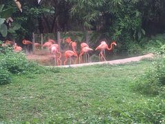 -深圳野生动物园