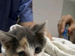 -御宝贝·A梦猫科宠物医院(国际猫友好医院)