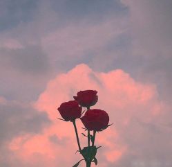 -紫琪尔·胸部养护护理