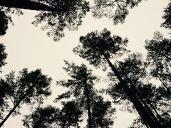 -莫尔道嘎国家森林公园