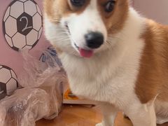 -宠福鑫康馨动物医院·骨科·眼科