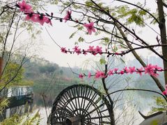 -重庆彩云湖湿地公园