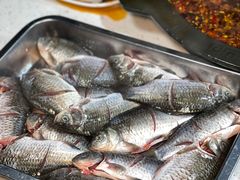 -费明中罗非鱼(大石坝店)