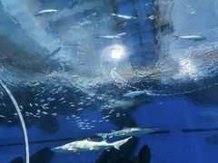 -海合安武汉极地海洋公园