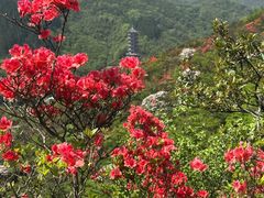 -大围山国家森林公园