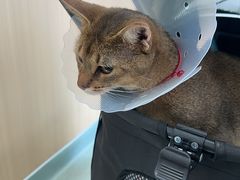 -瑞派·关忠动物医院·猫专科·犬专科(三环新城店)