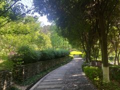 -铁山坪森林公园