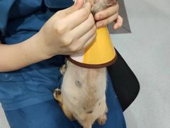 -瑞派动物医院·绝育·犬猫全科·预防医学(光景江南中店)