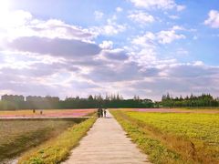 -上海长兴岛郊野公园