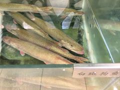 -瑞琳阿尔泰冷水鱼(于田街店)