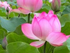 -莲花池公园