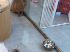 -Honey Bacca 哈尼芭卡高端萌宠(朝阳大悦城店)