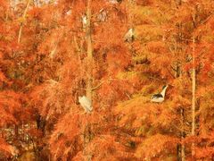 -白鹭湾湿地公园