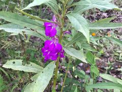 -昆山城市生态森林公园