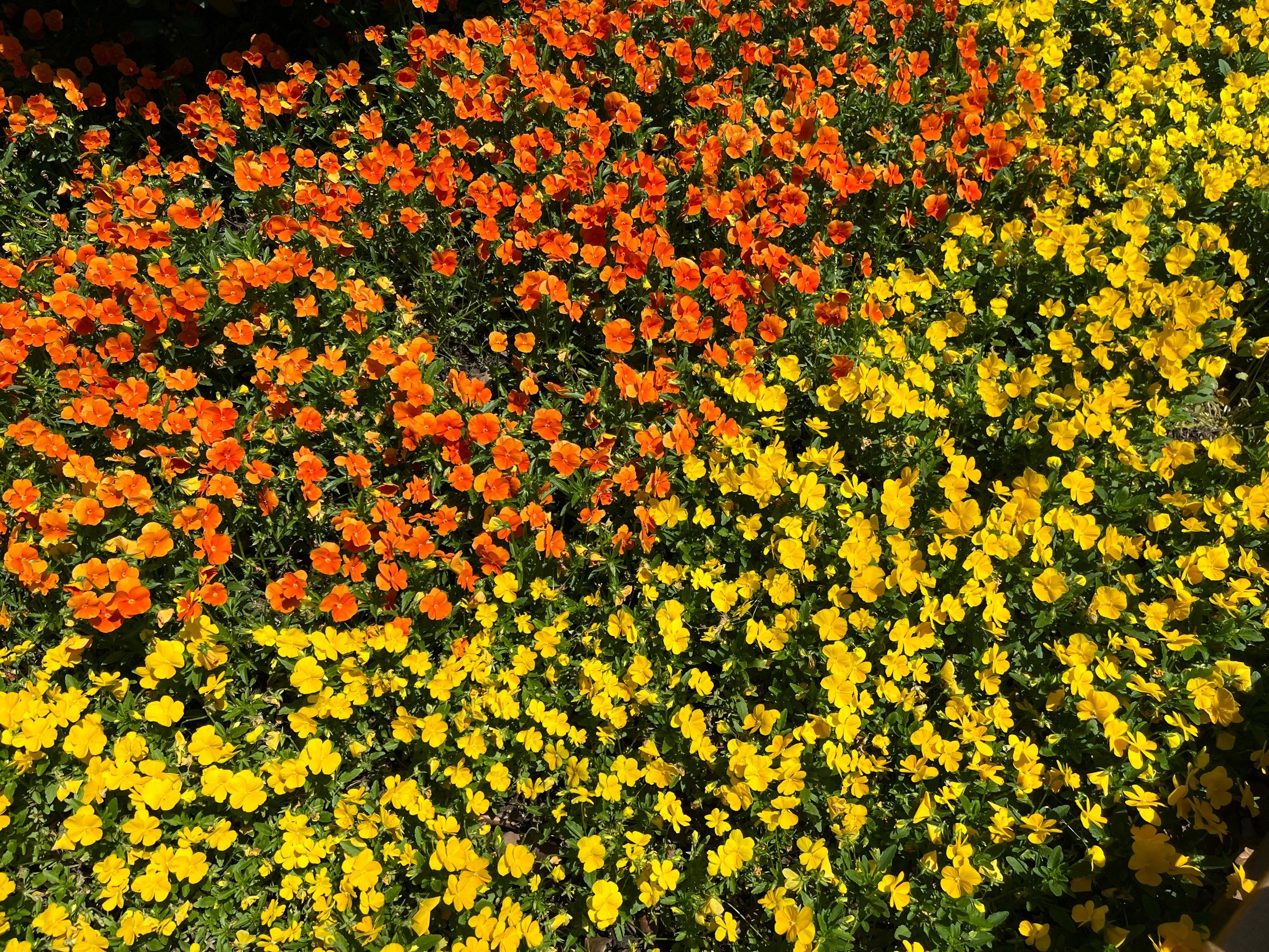 这街心花园太美了