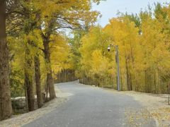 -金塔沙漠胡杨林景区
