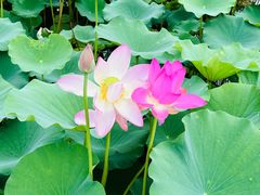 -石家庄市植物园