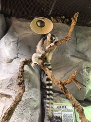 -Zoolung Zoolung动物主题公园(海信广场店)