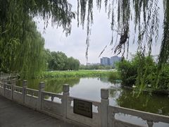 -莲花池公园