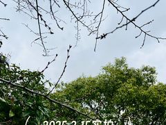-高东镇樱花园