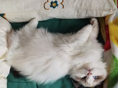 -东方名猫馆·英短金渐层布偶猫舍(环线广场1号楼店)