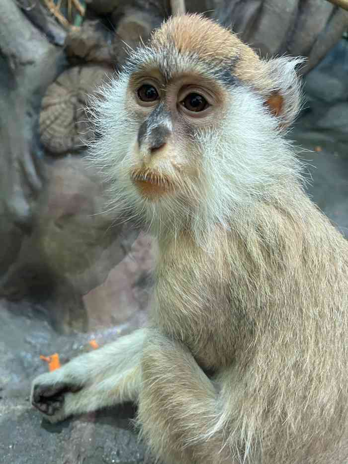 湖北省野生動物救護園