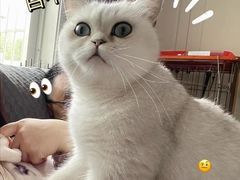 -东方名猫馆·英短金渐层布偶猫舍(环线广场1号楼店)