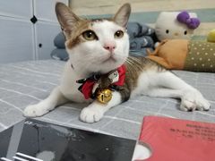 -创凡宠物医院·骨专科  猫科中心(西乡分院)