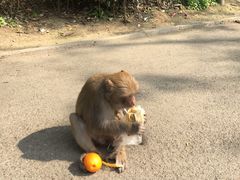 -黔灵山公园