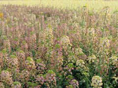 -中国天府农业博览园