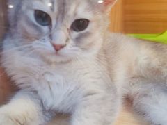 -猫十亿·布偶金渐层·曼基康矮脚猫舍(青年路店)