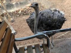 -清迈夜间动物园