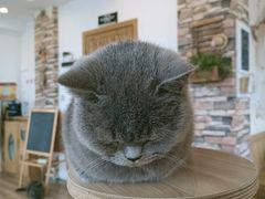 -猫的茶·猫咖