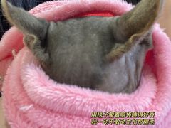 -猫在这儿猫咪咖啡馆·撸猫馆
