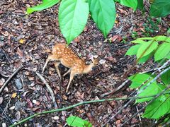 -清迈夜间动物园