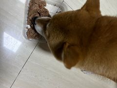 -暖阳宠物医院·犬猫康复中心·骨科